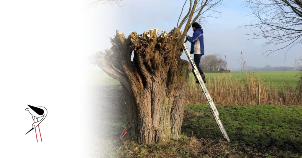 Wilgen knotten bij Steenovens