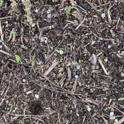 Ontelbare plastic korrels langs de Westerschelde